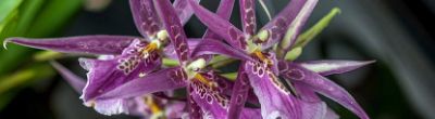 L’orchidée Brassia : entretien et variétés